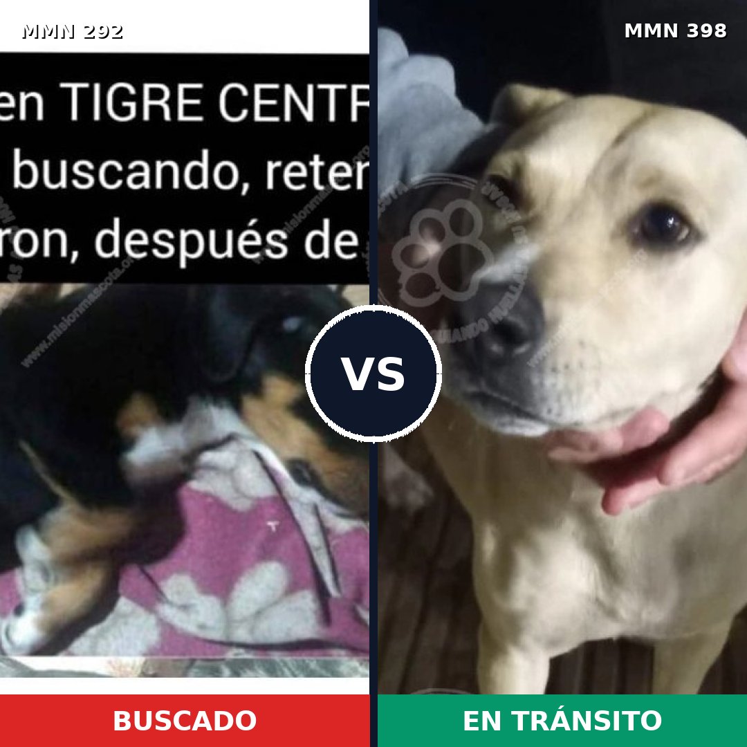 Comparativa MMS 6044: mascota perdida y mascota encontrada, 12% de similitud