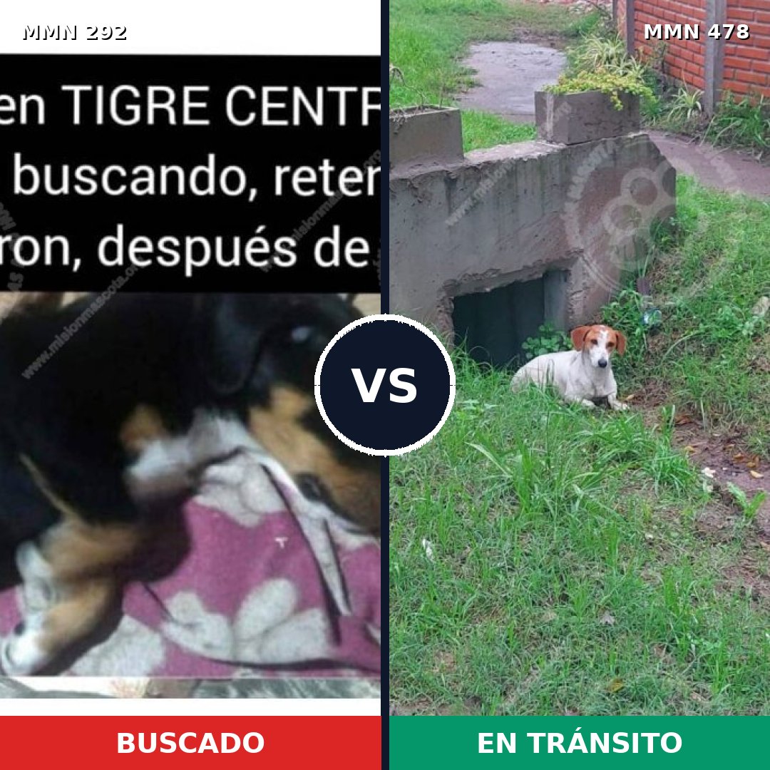 Comparativa MMS 6045: mascota perdida y mascota encontrada, 32% de similitud