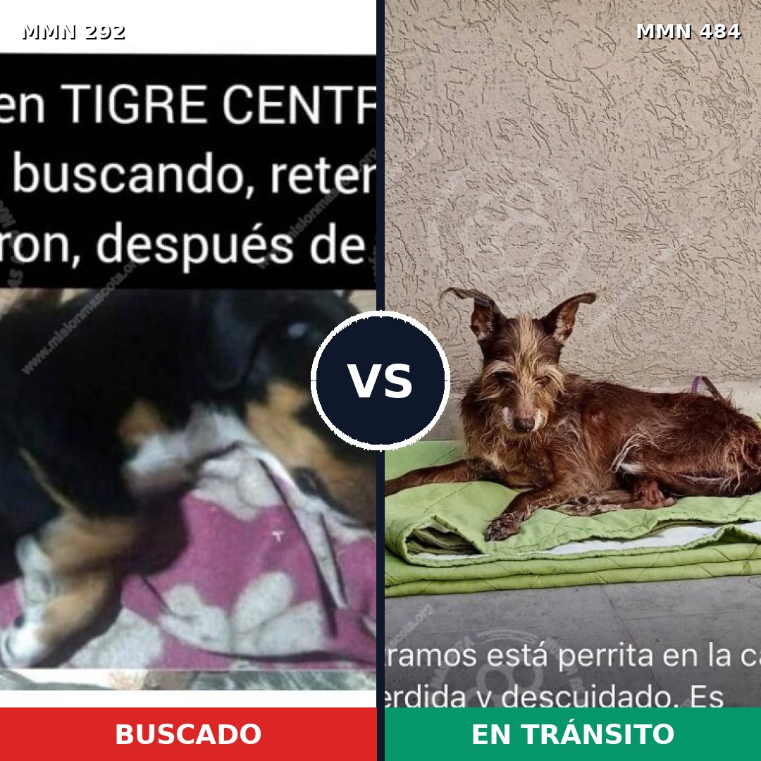 Comparativa MMS 6046: mascota perdida y mascota encontrada, 6% de similitud