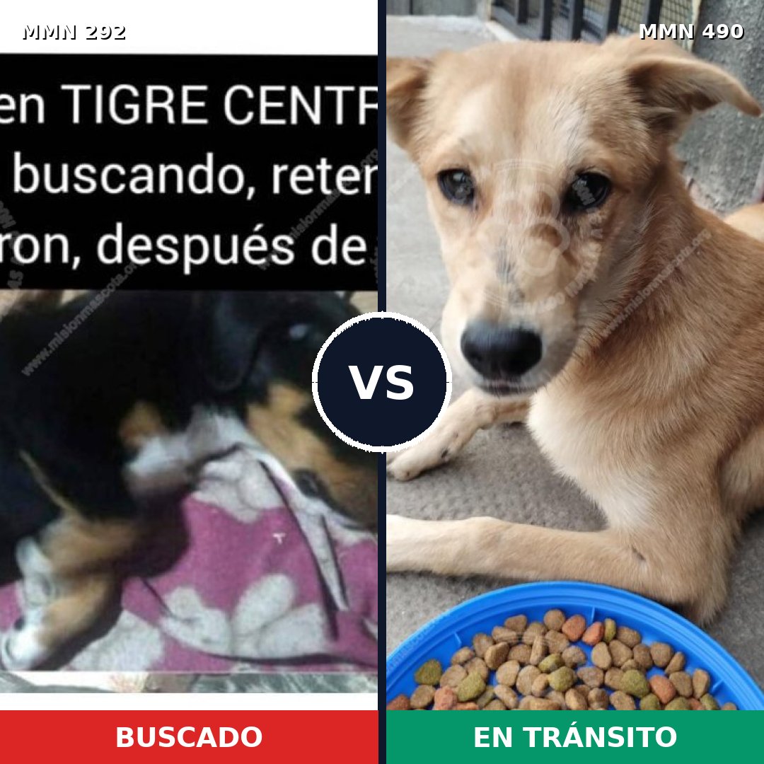 Comparativa MMS 6048: mascota perdida y mascota encontrada, 11% de similitud