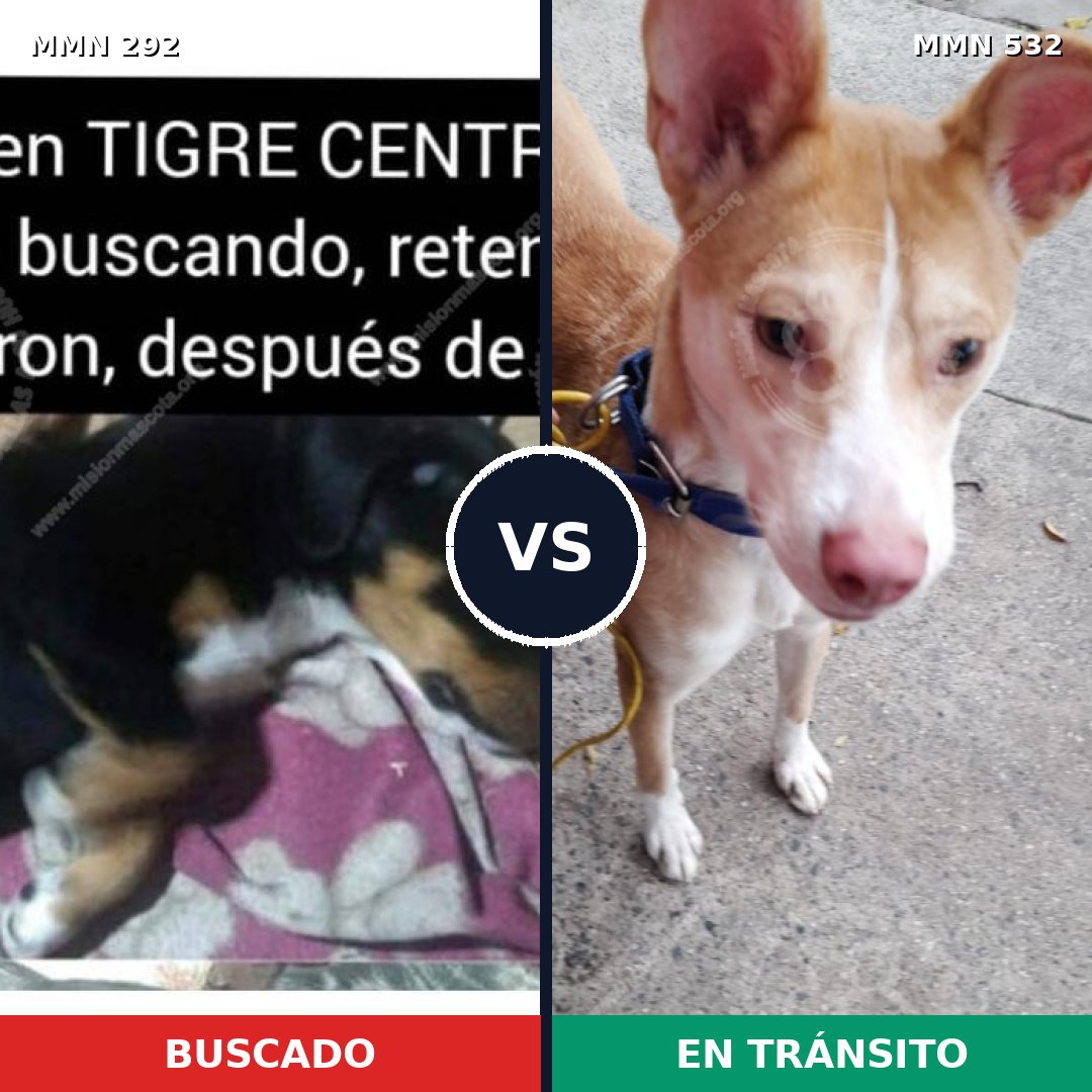 Comparativa MMS 6049: mascota perdida y mascota encontrada, 6% de similitud