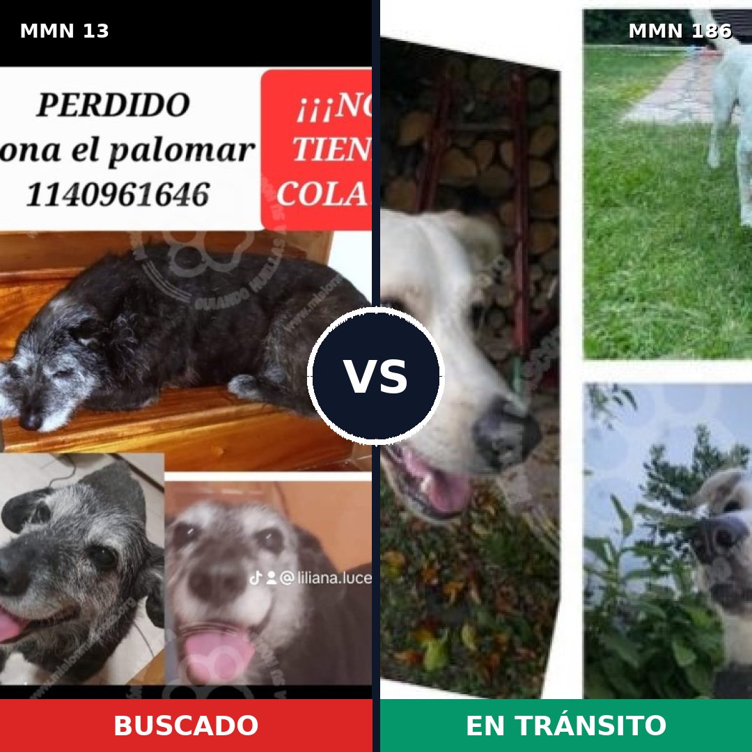 Comparativa MMS 605: mascota perdida y mascota encontrada, 66% de similitud