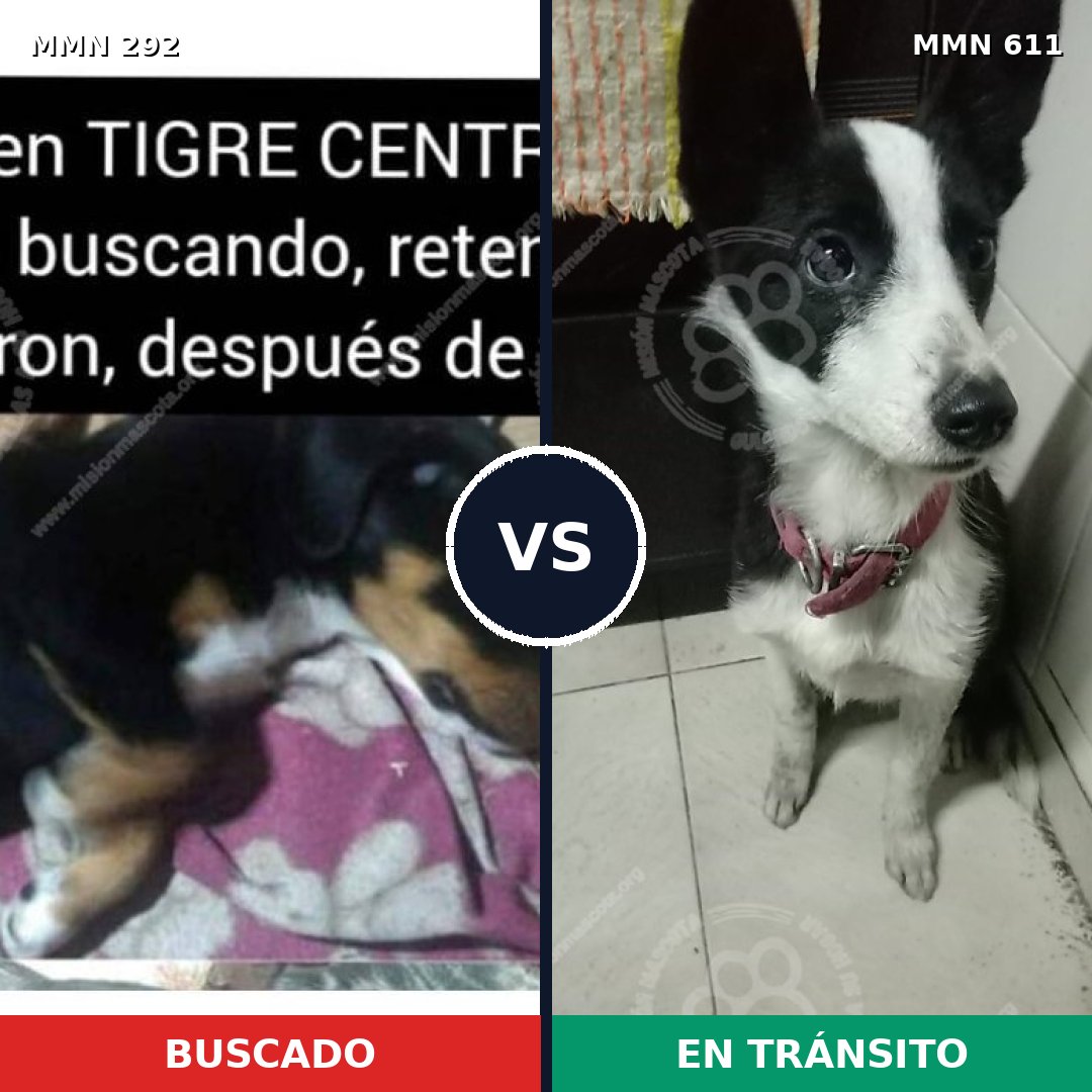 Comparativa MMS 6052: mascota perdida y mascota encontrada, 21% de similitud