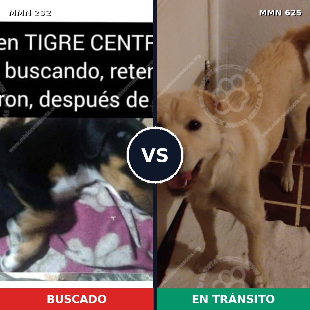 Comparativa MMS 6053: mascota perdida y mascota encontrada, 8% de similitud