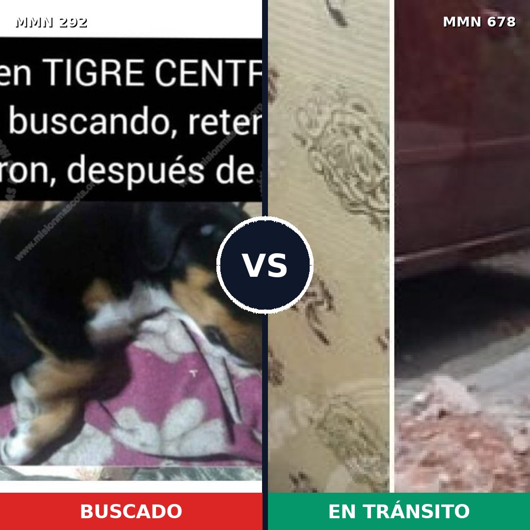 Comparativa MMS 6055: mascota perdida y mascota encontrada, 23% de similitud