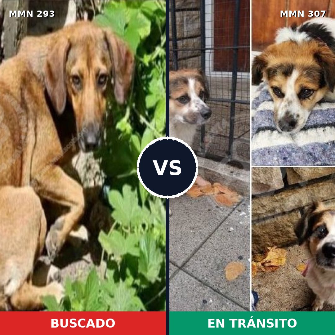 Comparativa MMS 6056: mascota perdida y mascota encontrada, 33% de similitud