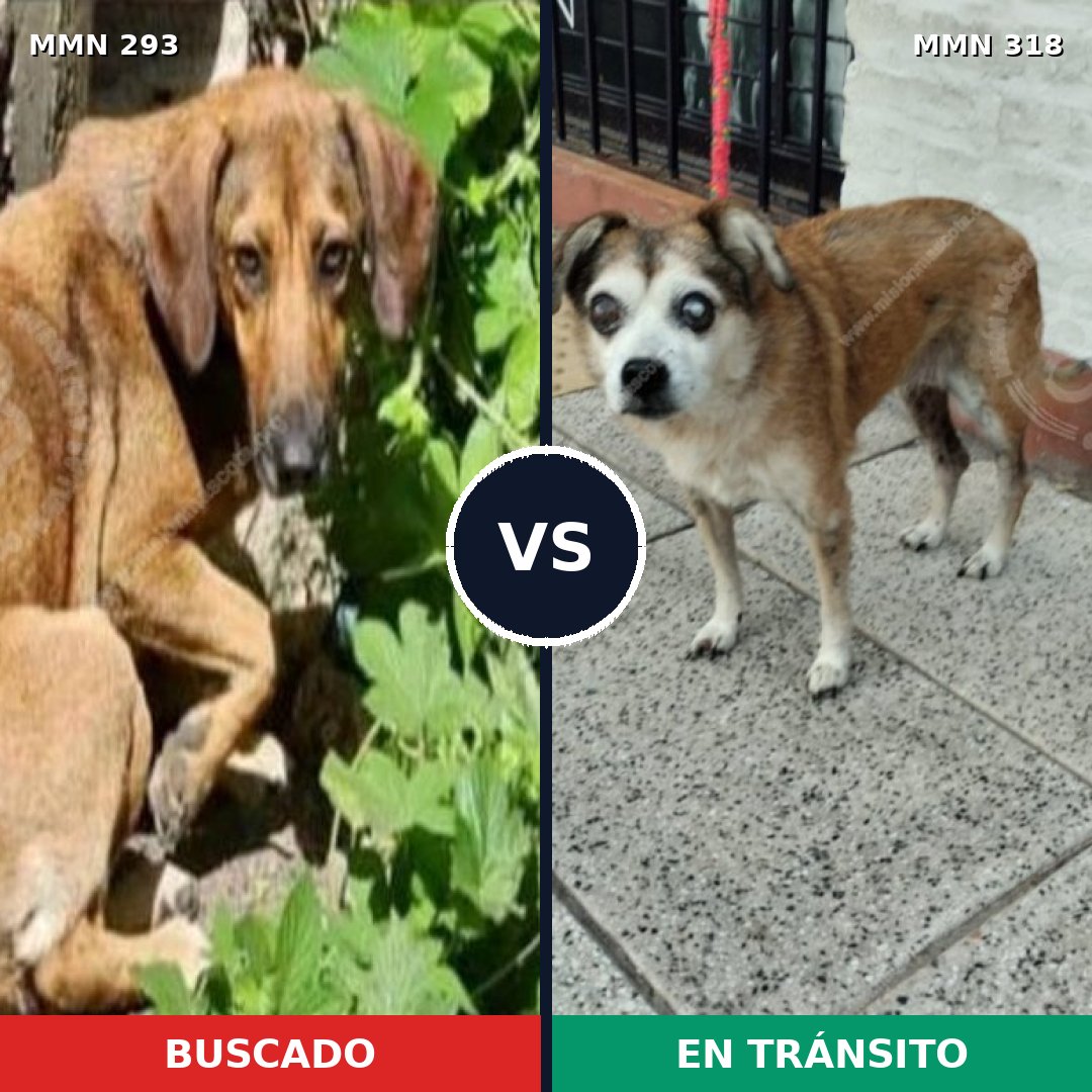 Comparativa MMS 6059: mascota perdida y mascota encontrada, 69% de similitud