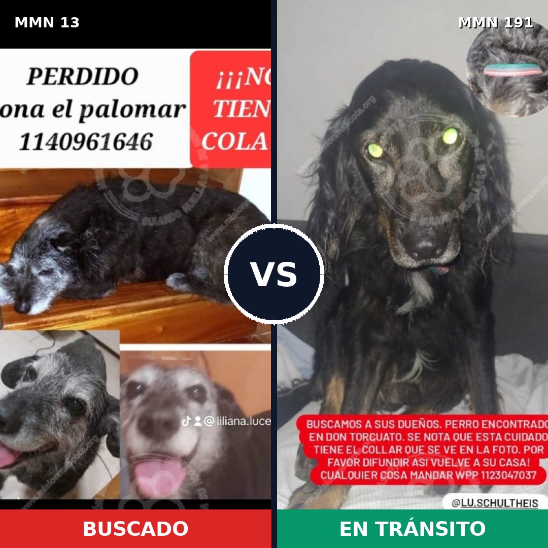 Comparativa MMS 606: mascota perdida y mascota encontrada, 90% de similitud