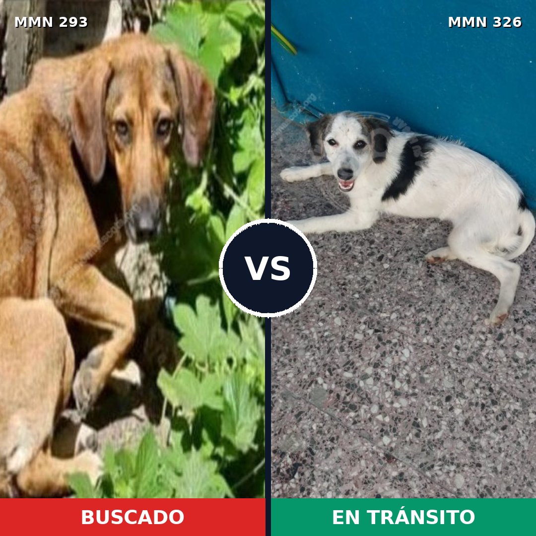 Comparativa MMS 6061: mascota perdida y mascota encontrada, 21% de similitud