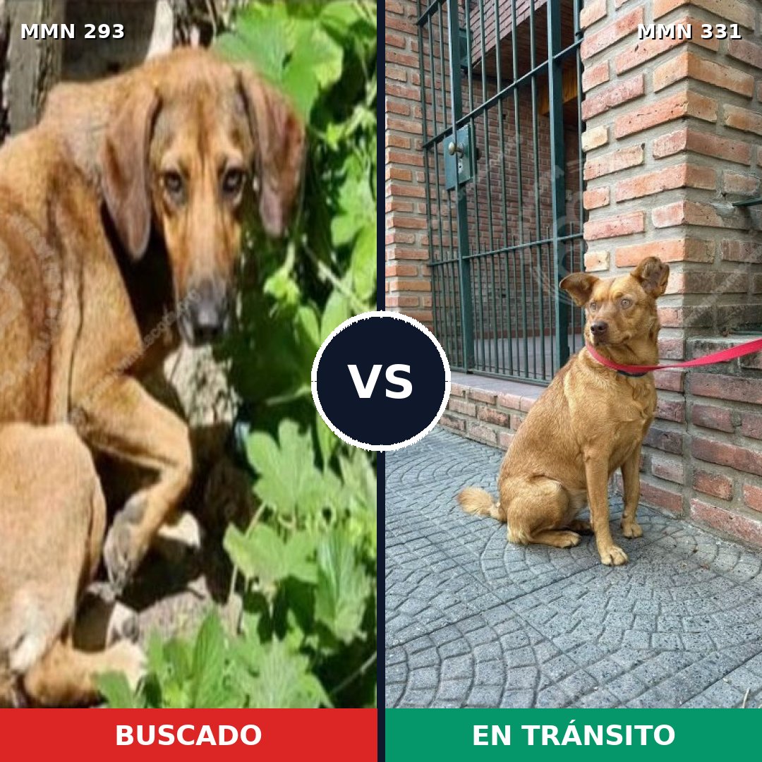 Comparativa MMS 6062: mascota perdida y mascota encontrada, 26% de similitud