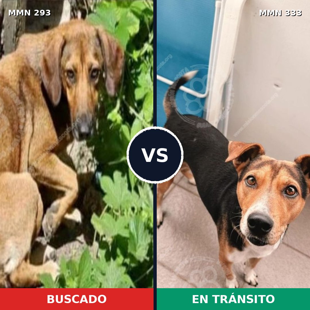 Comparativa MMS 6063: mascota perdida y mascota encontrada, 8% de similitud