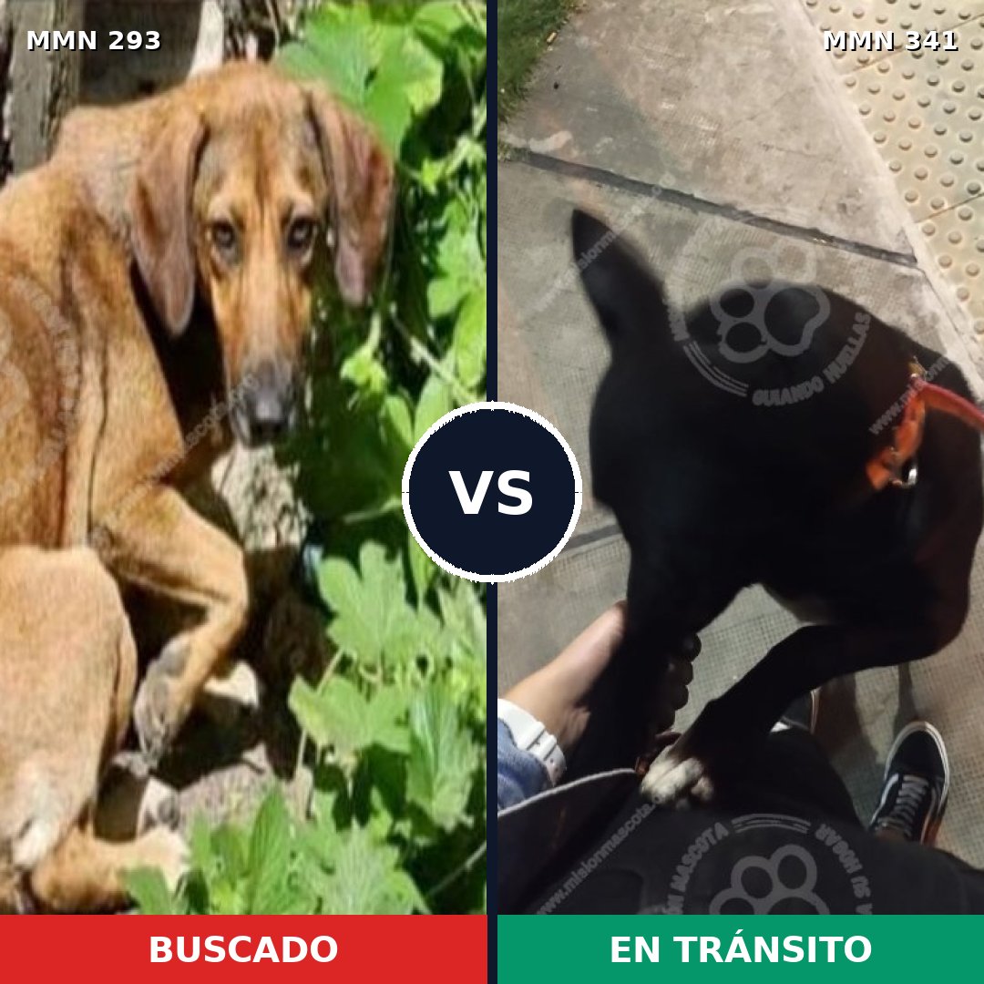 Comparativa MMS 6064: mascota perdida y mascota encontrada, 11% de similitud