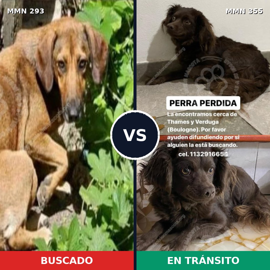 Comparativa MMS 6066: mascota perdida y mascota encontrada, 4% de similitud