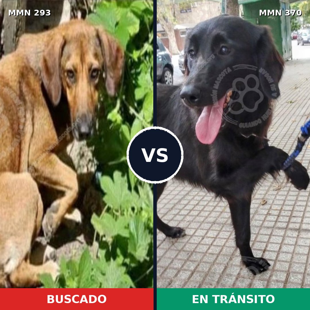 Comparativa MMS 6068: mascota perdida y mascota encontrada, 8% de similitud