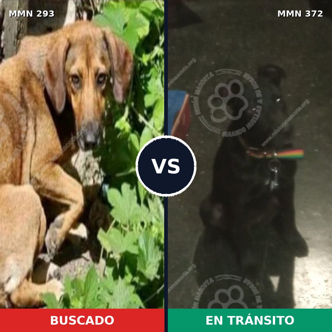 Comparativa MMS 6069: mascota perdida y mascota encontrada, 30% de similitud