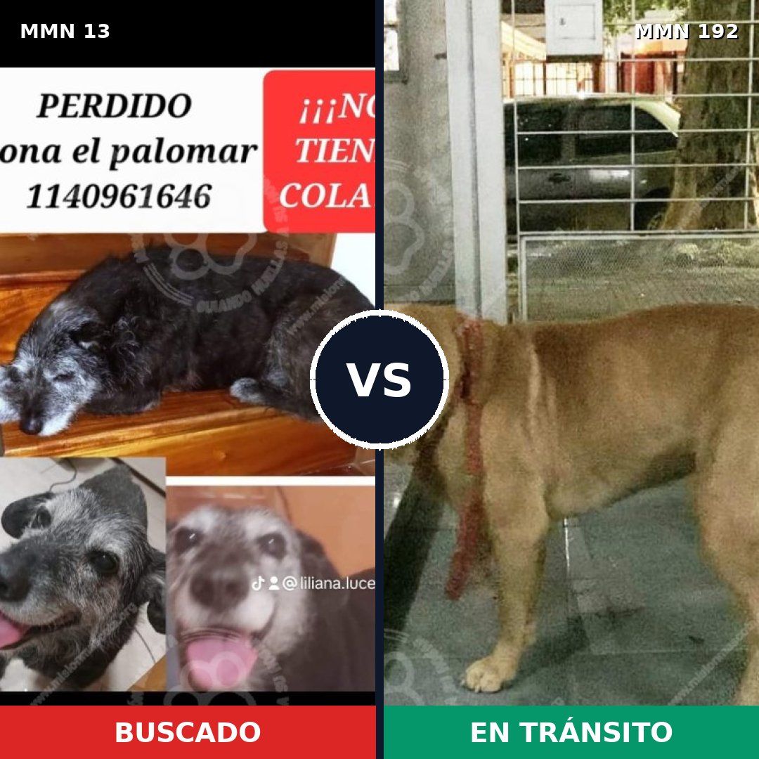 Comparativa MMS 607: mascota perdida y mascota encontrada, 58% de similitud