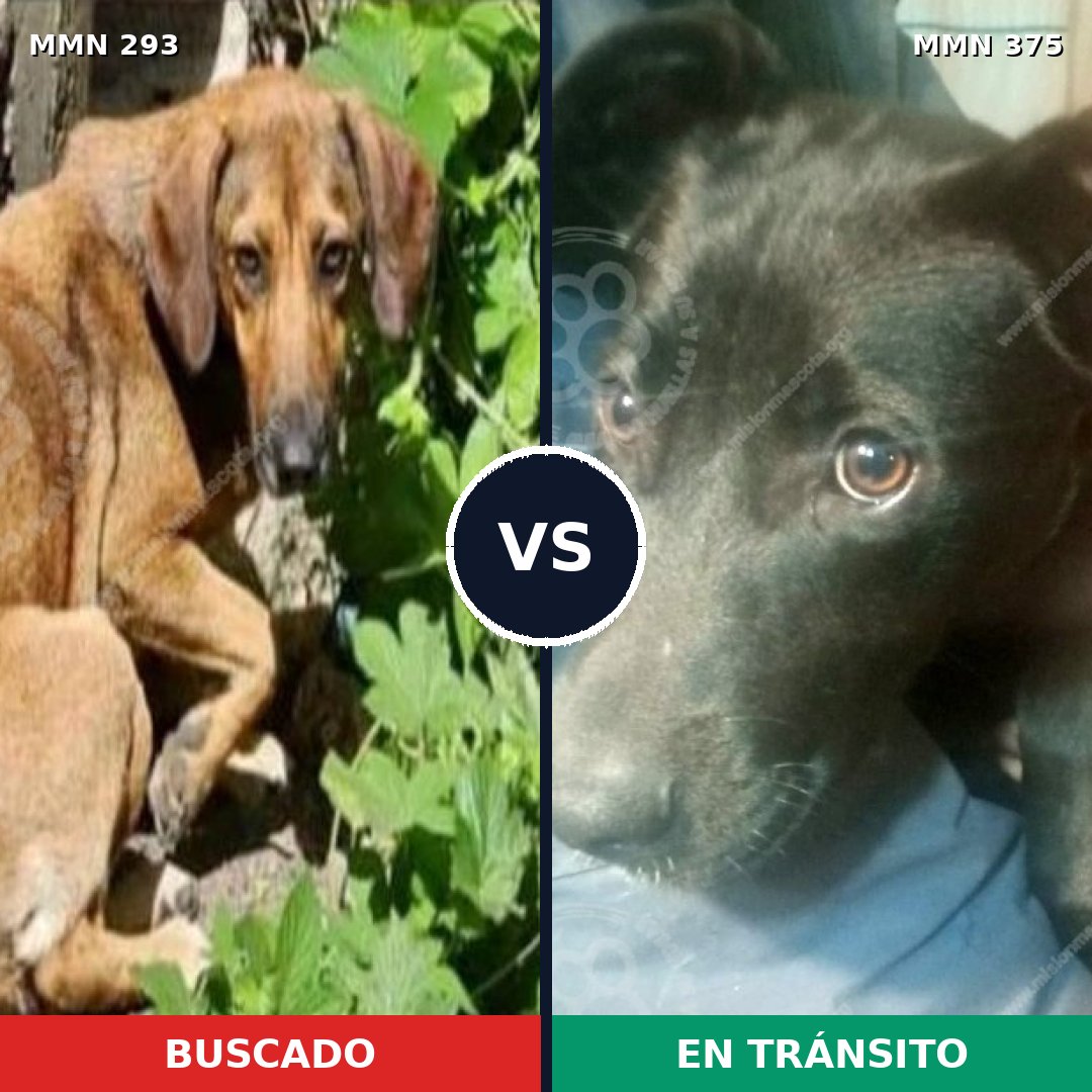 Comparativa MMS 6070: mascota perdida y mascota encontrada, 11% de similitud