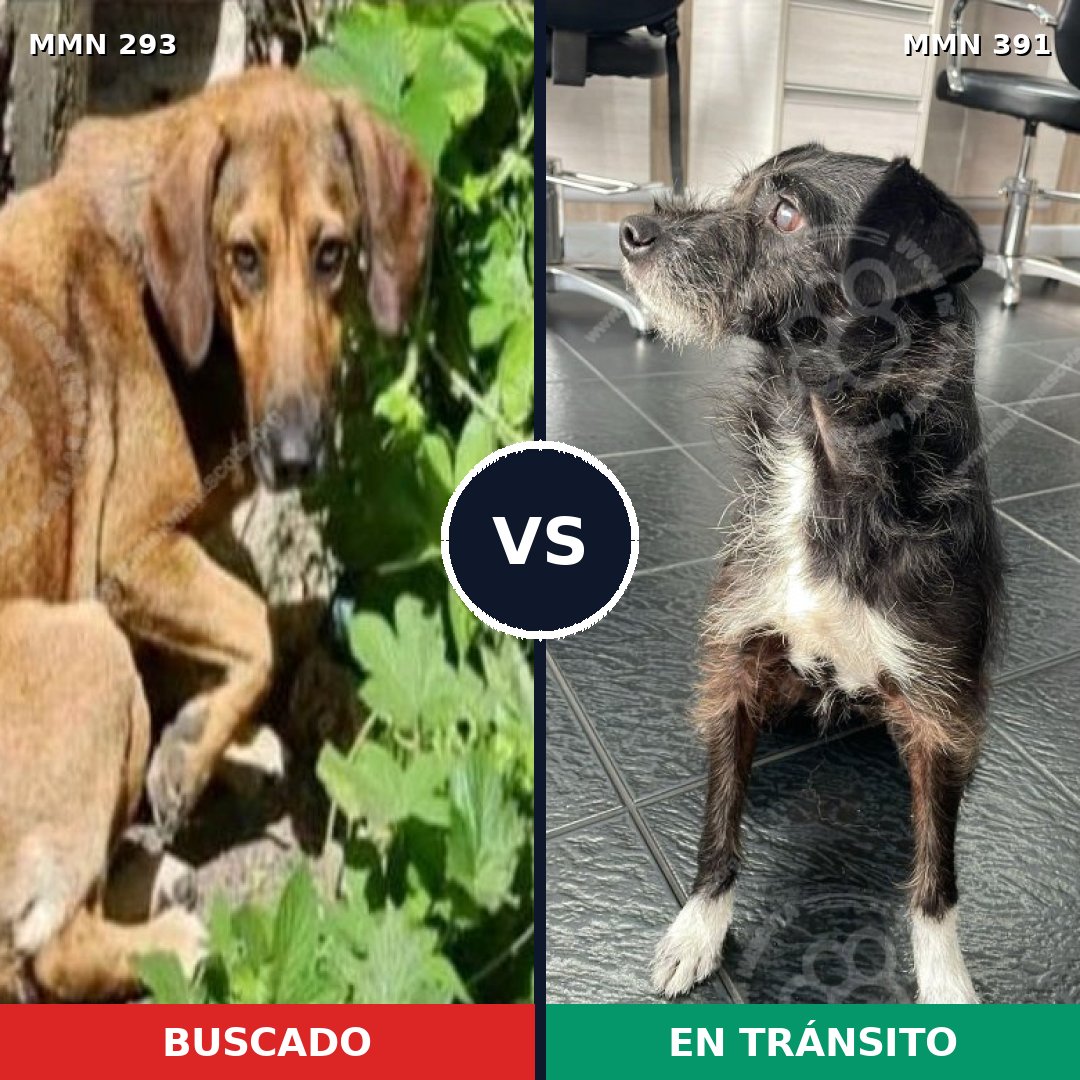 Comparativa MMS 6072: mascota perdida y mascota encontrada, 26% de similitud