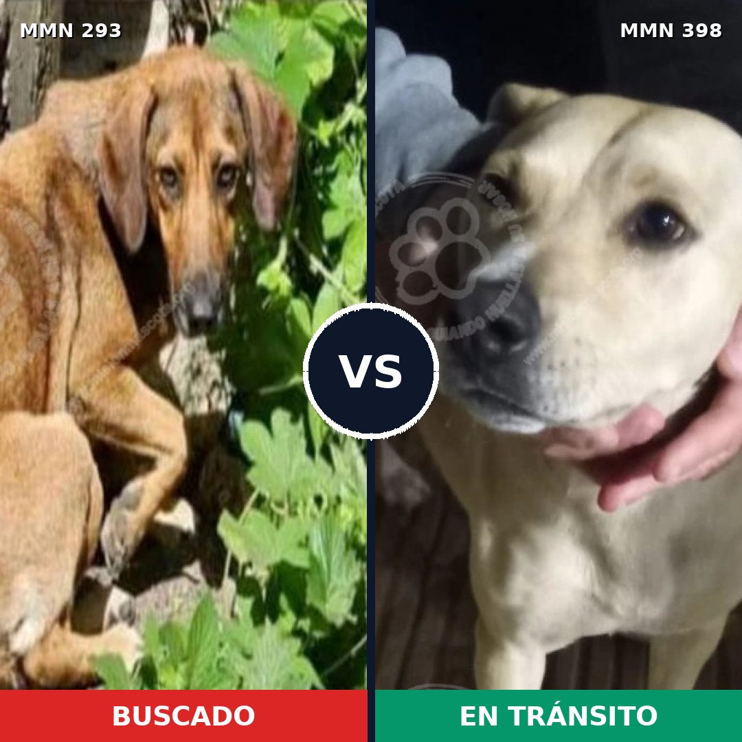 Comparativa MMS 6073: mascota perdida y mascota encontrada, 15% de similitud