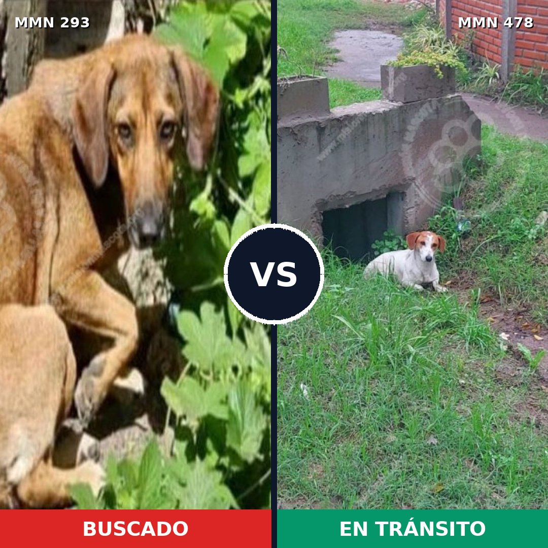 Comparativa MMS 6074: mascota perdida y mascota encontrada, 32% de similitud