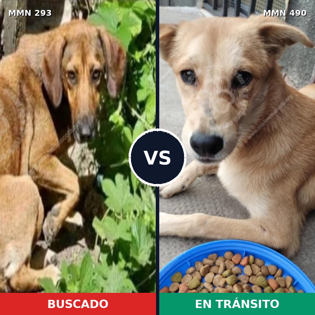 Comparativa MMS 6077: mascota perdida y mascota encontrada, 11% de similitud