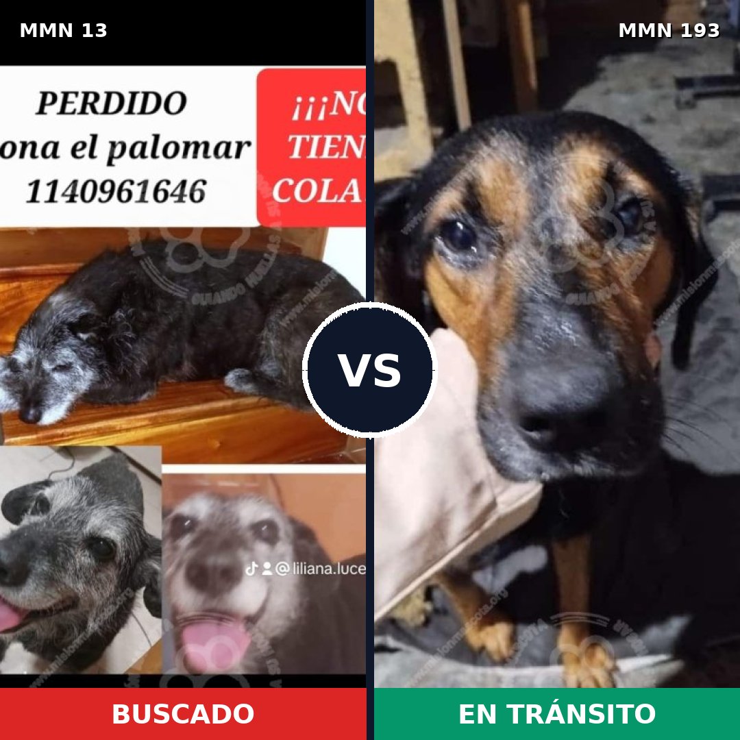 Comparativa MMS 608: mascota perdida y mascota encontrada, 84% de similitud
