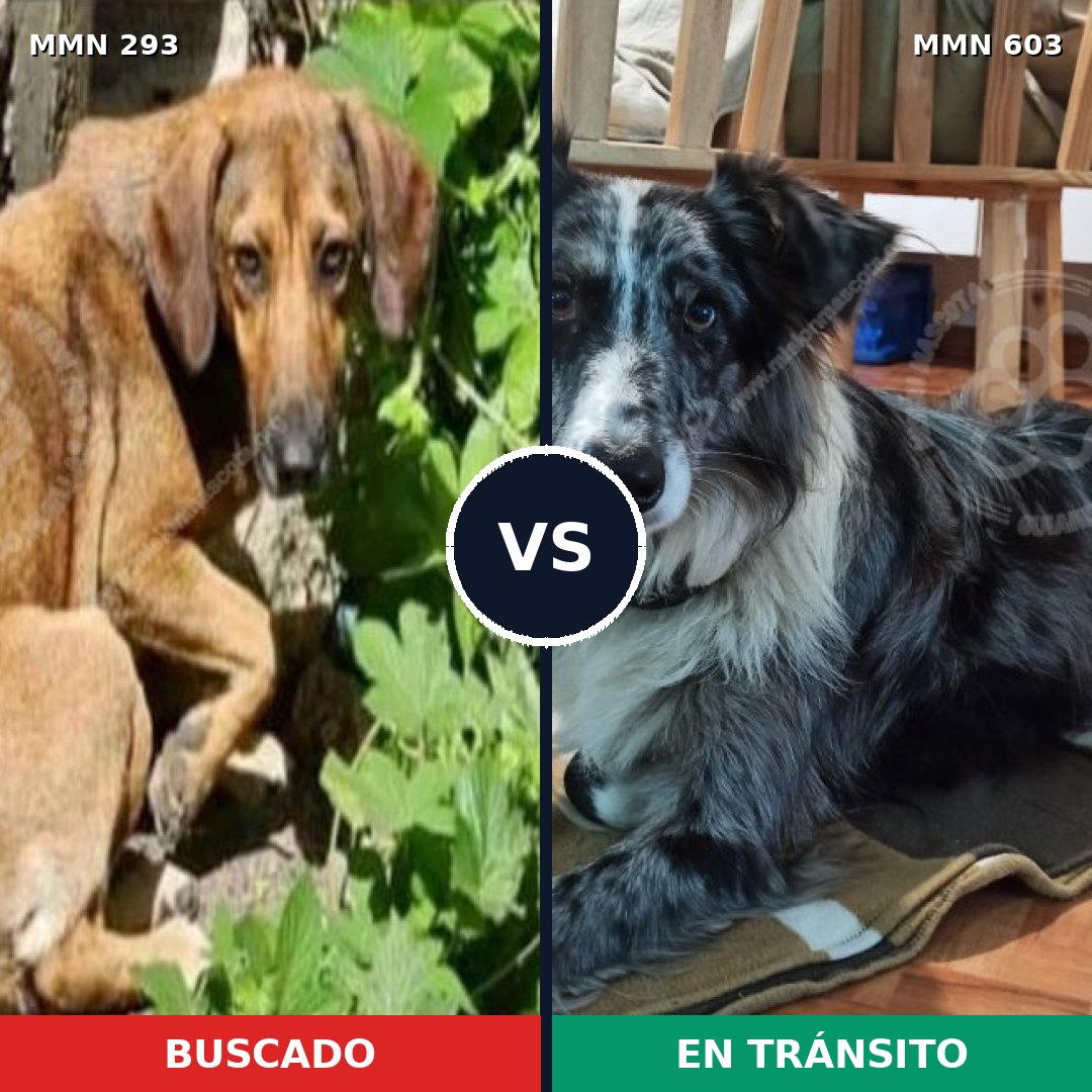 Comparativa MMS 6080: mascota perdida y mascota encontrada, 3% de similitud