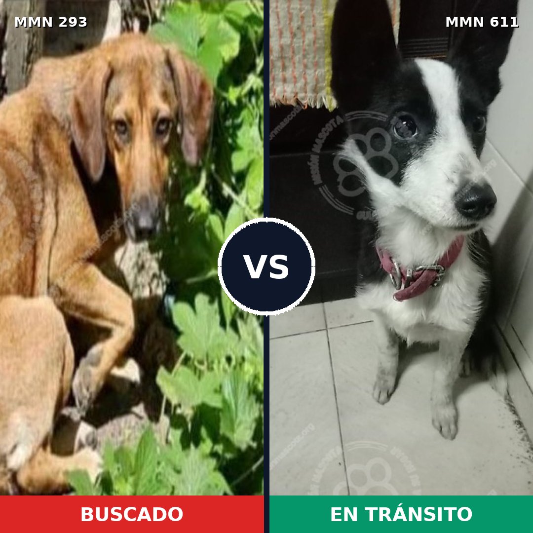 Comparativa MMS 6081: mascota perdida y mascota encontrada, 27% de similitud