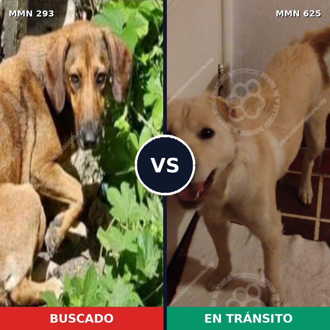 Comparativa MMS 6082: mascota perdida y mascota encontrada, 8% de similitud