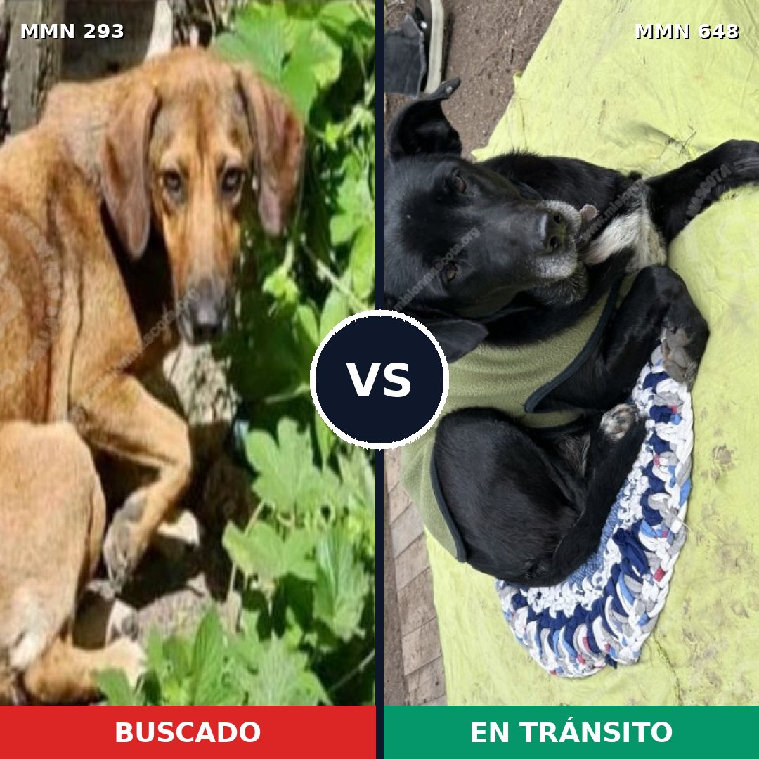 Comparativa MMS 6083: mascota perdida y mascota encontrada, 26% de similitud