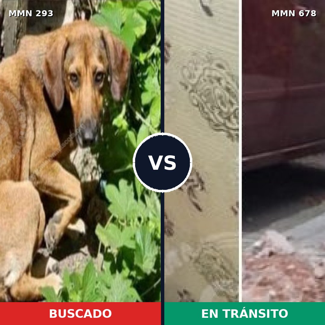 Comparativa MMS 6084: mascota perdida y mascota encontrada, 11% de similitud