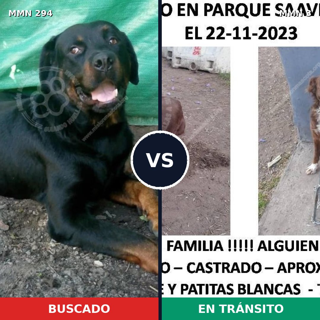 Comparativa MMS 6085: mascota perdida y mascota encontrada, 15% de similitud