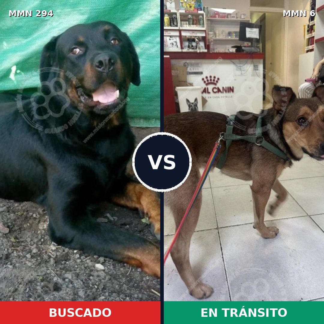 Comparativa MMS 6086: mascota perdida y mascota encontrada, 8% de similitud