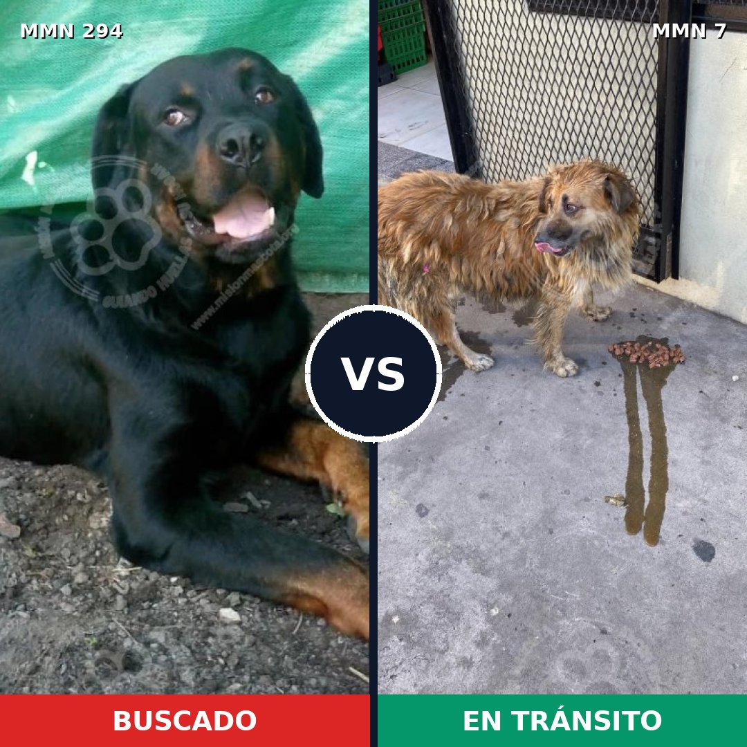 Comparativa MMS 6087: mascota perdida y mascota encontrada, 56% de similitud