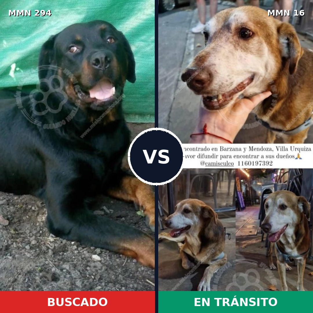 Comparativa MMS 6088: mascota perdida y mascota encontrada, 22% de similitud