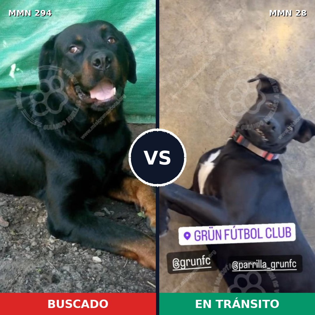 Comparativa MMS 6089: mascota perdida y mascota encontrada, 10% de similitud