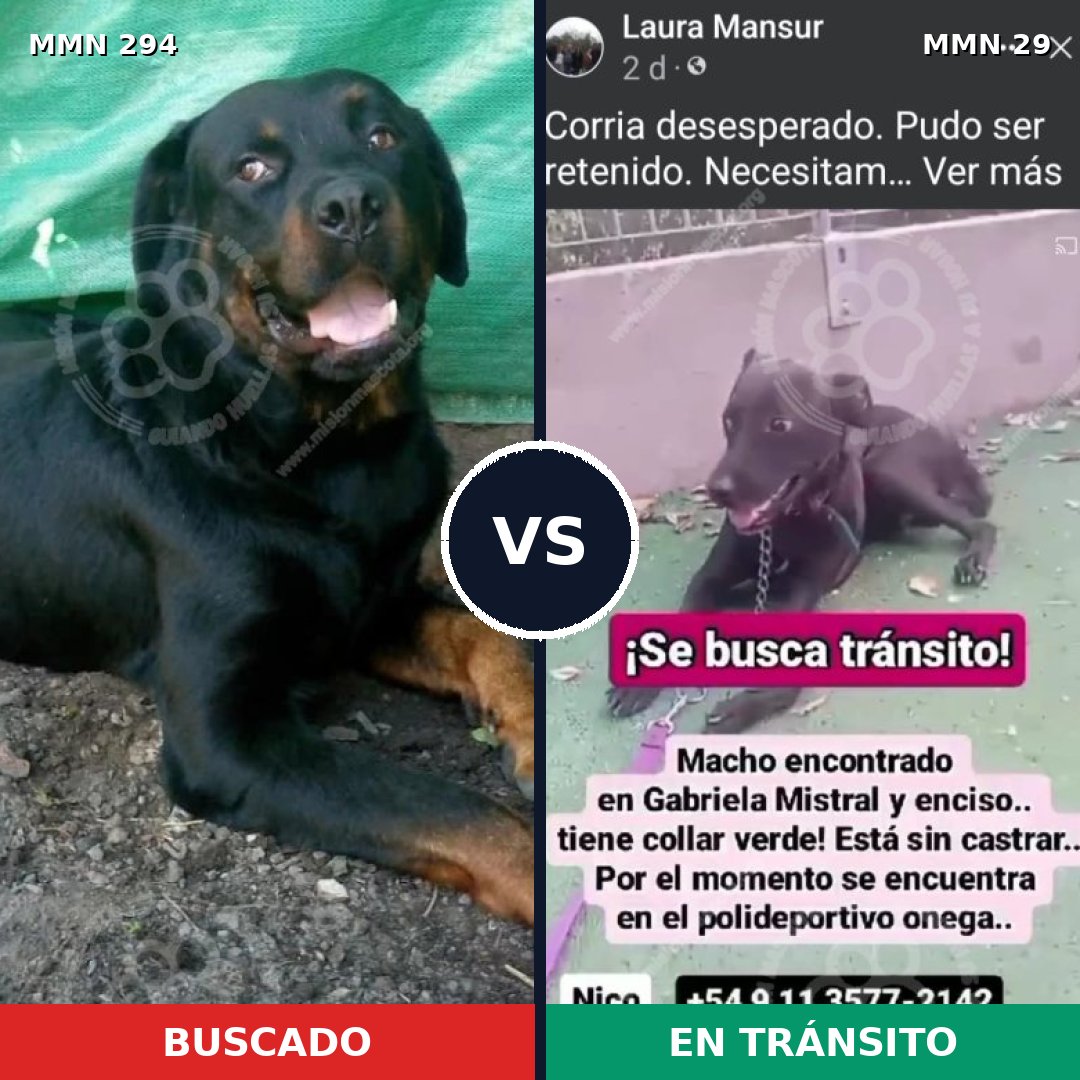 Comparativa MMS 6090: mascota perdida y mascota encontrada, 51% de similitud