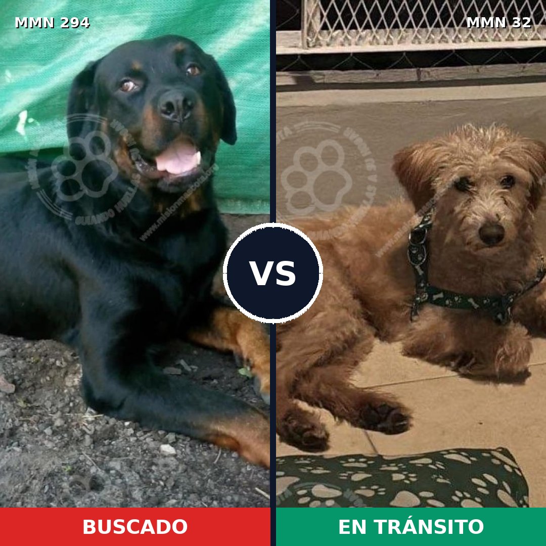 Comparativa MMS 6091: mascota perdida y mascota encontrada, 7% de similitud