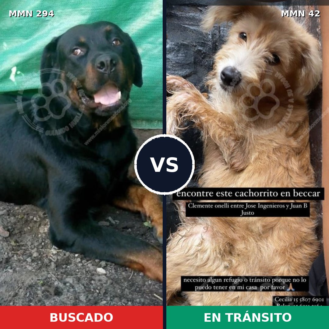 Comparativa MMS 6093: mascota perdida y mascota encontrada, 6% de similitud