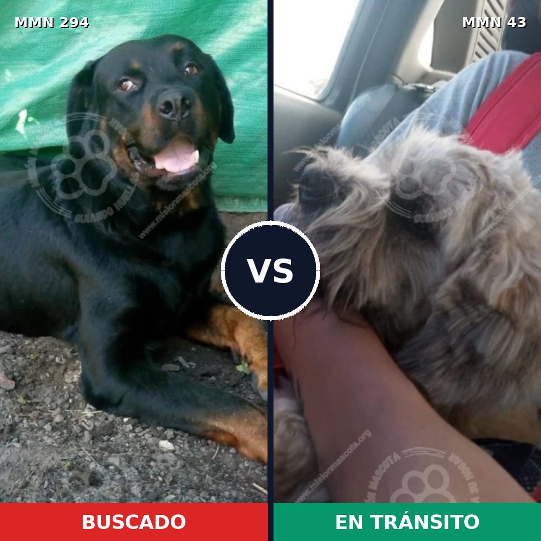Comparativa MMS 6094: mascota perdida y mascota encontrada, 8% de similitud