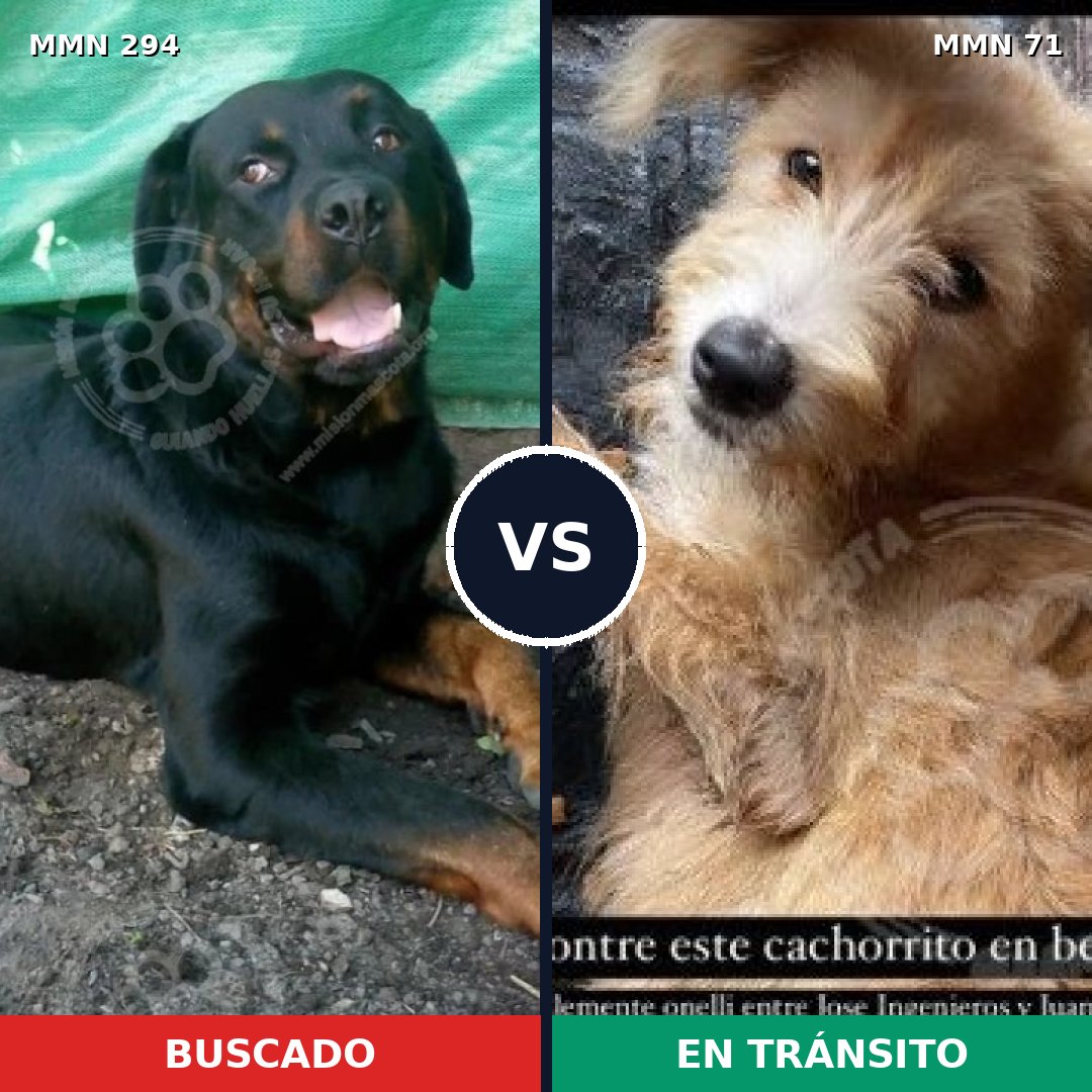 Comparativa MMS 6096: mascota perdida y mascota encontrada, 6% de similitud