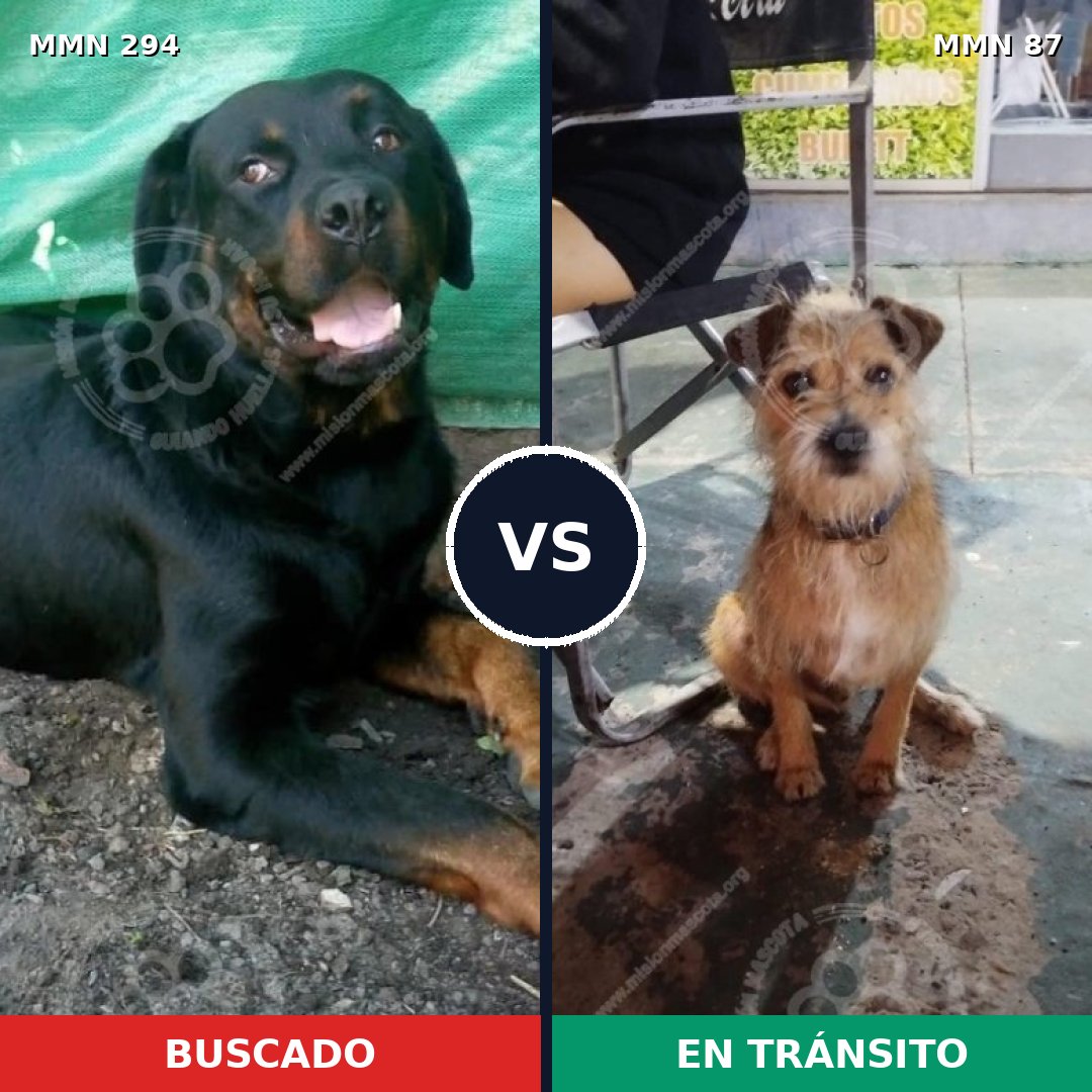 Comparativa MMS 6097: mascota perdida y mascota encontrada, 20% de similitud