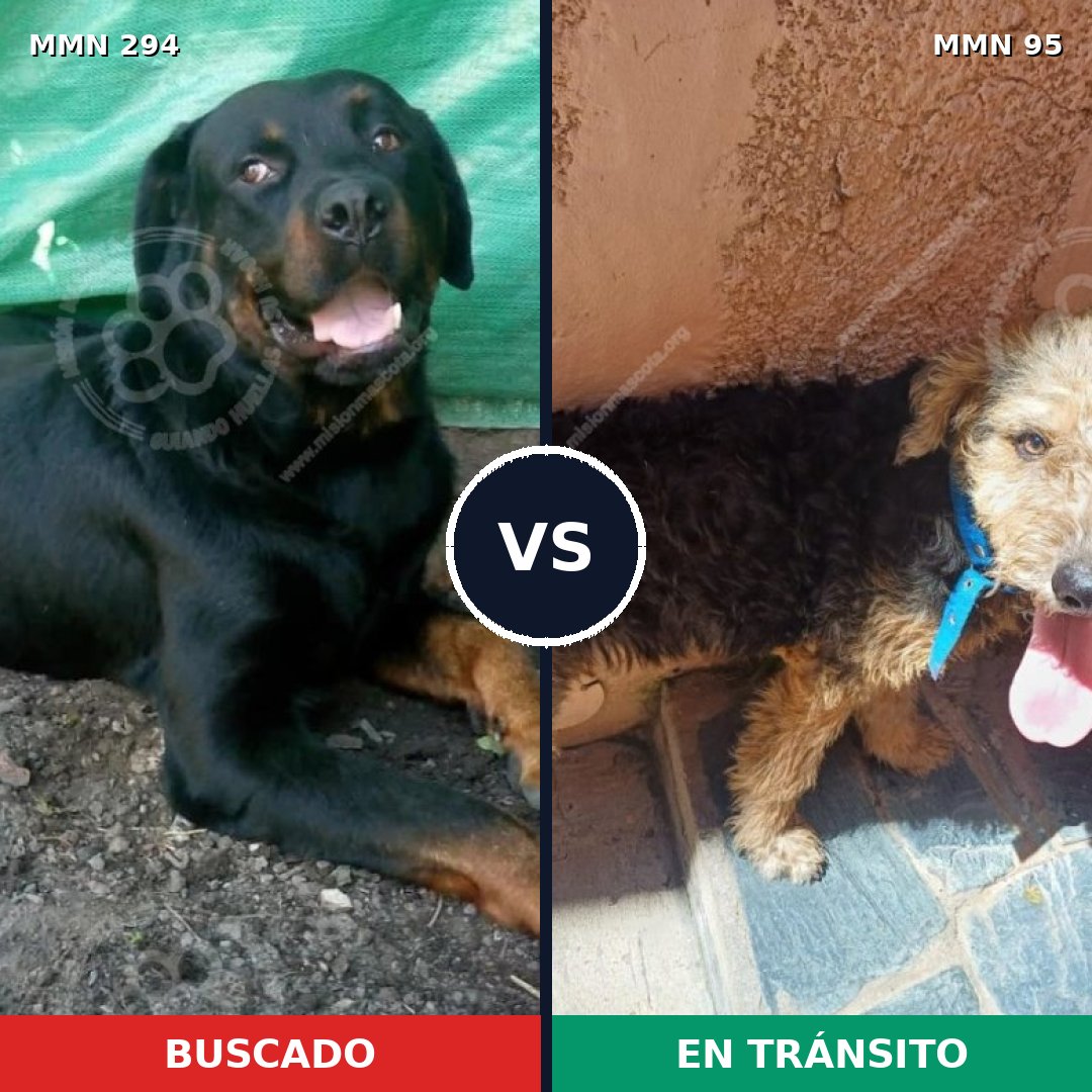 Comparativa MMS 6098: mascota perdida y mascota encontrada, 7% de similitud