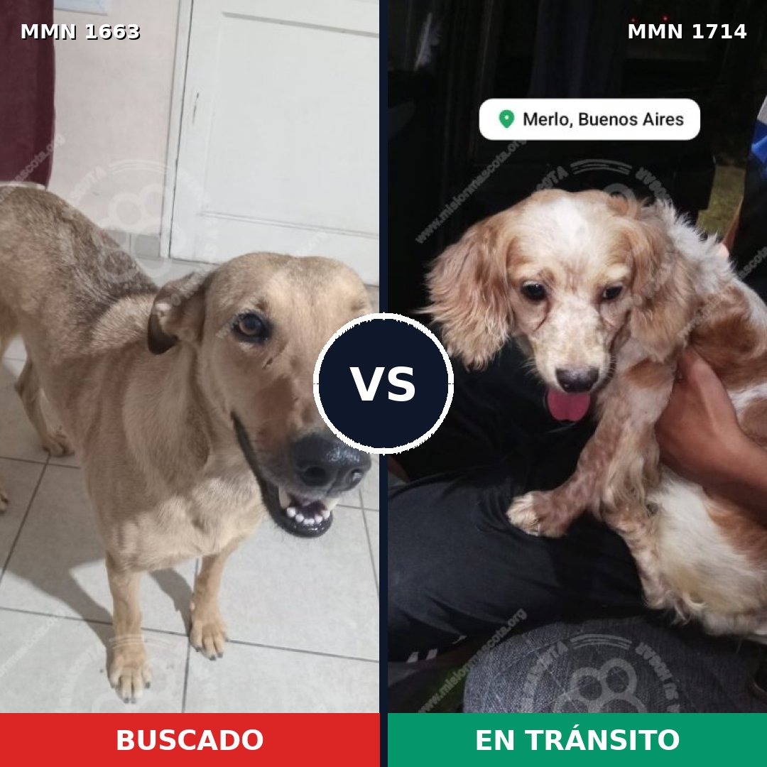 Comparativa MMS 60980: mascota perdida y mascota encontrada, 23% de similitud