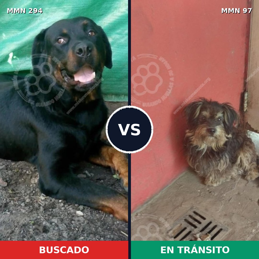 Comparativa MMS 6099: mascota perdida y mascota encontrada, 7% de similitud