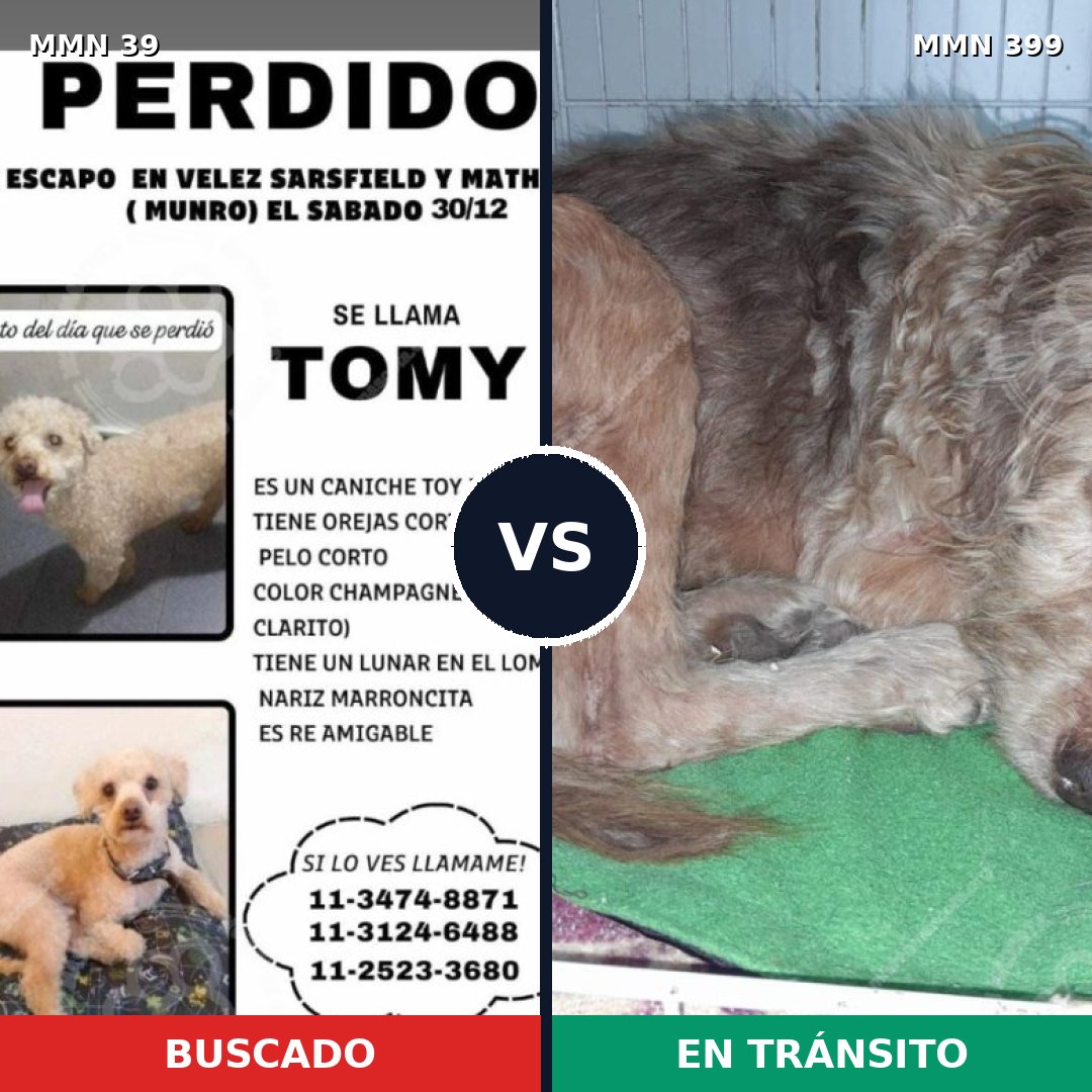 Comparativa MMS 61: mascota perdida y mascota encontrada, 25% de similitud