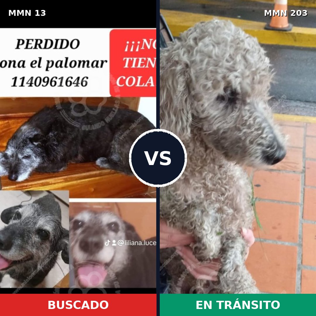 Comparativa MMS 610: mascota perdida y mascota encontrada, 31% de similitud