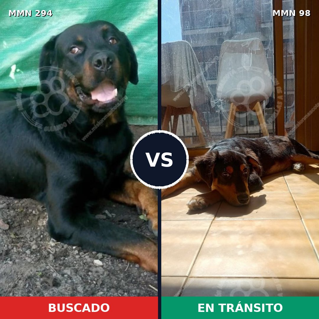 Comparativa MMS 6100: mascota perdida y mascota encontrada, 22% de similitud