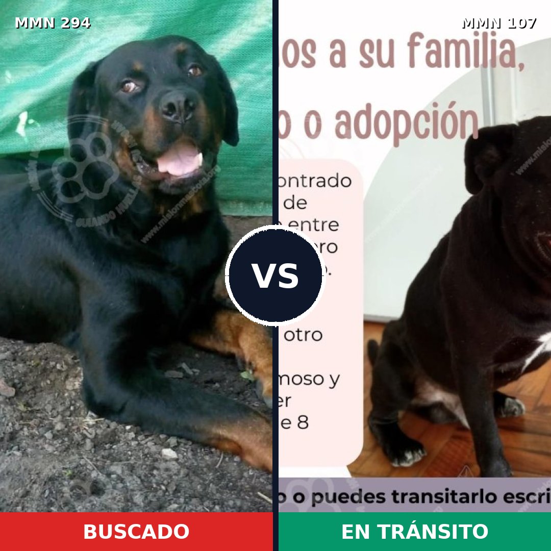 Comparativa MMS 6101: mascota perdida y mascota encontrada, 7% de similitud