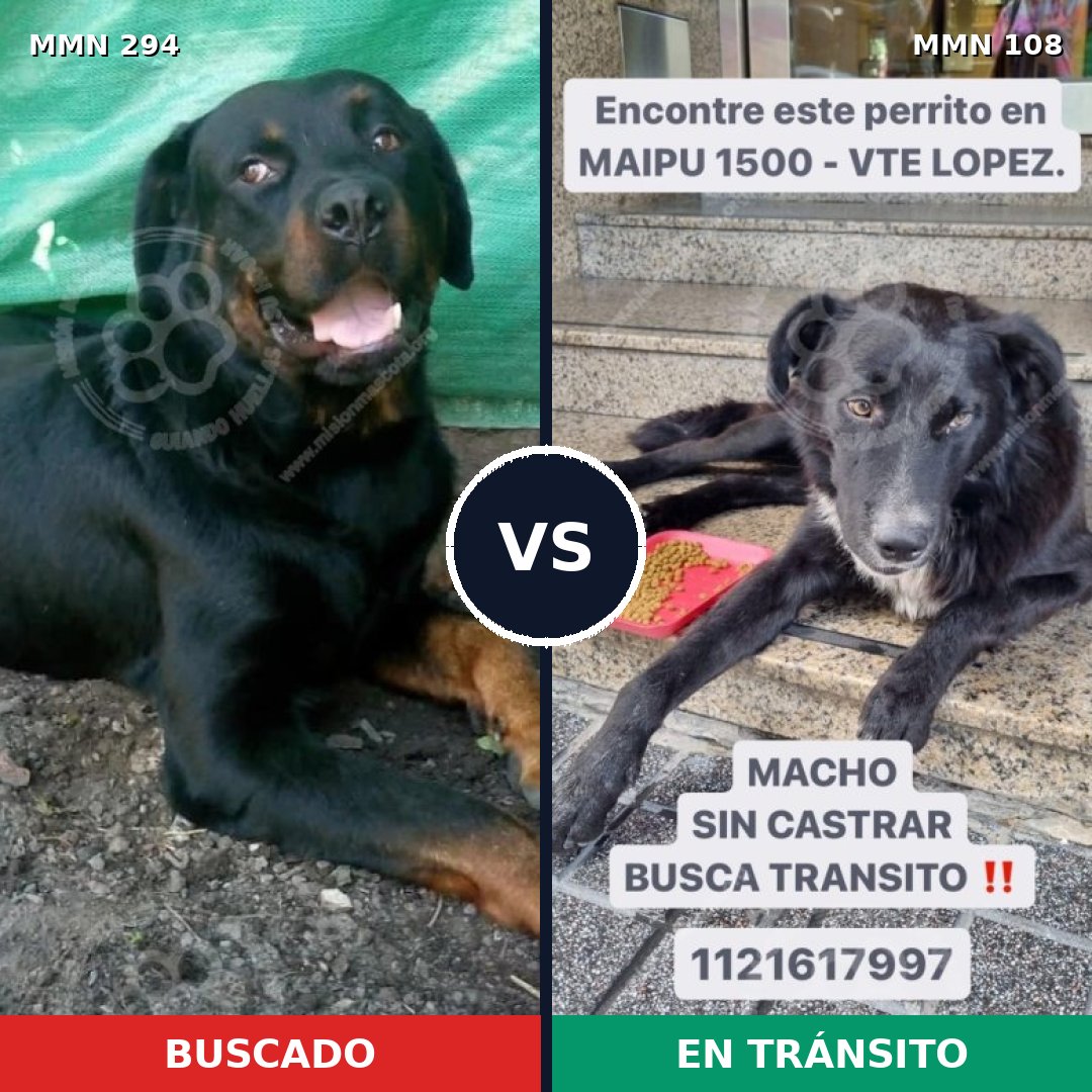 Comparativa MMS 6102: mascota perdida y mascota encontrada, 4% de similitud